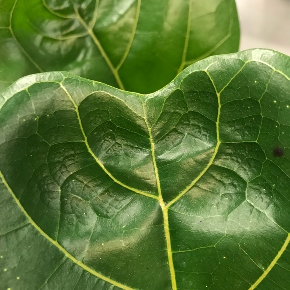 Meet your Posher, Tammie - Picture 1 of 1